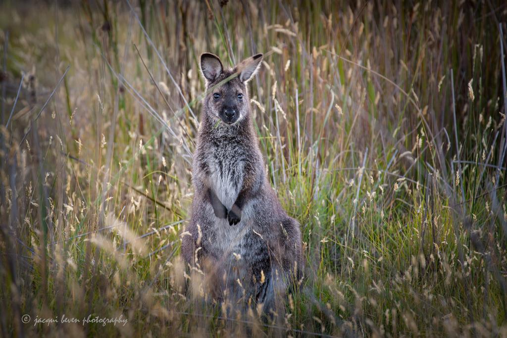Pearl Hawley Beach Port Sorell ภายนอก รูปภาพ