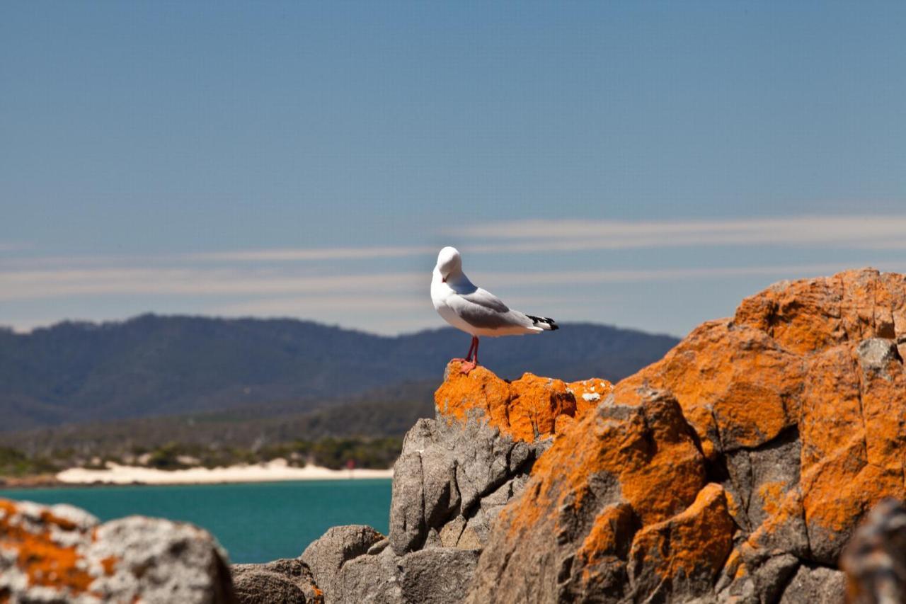 Pearl Hawley Beach Port Sorell ภายนอก รูปภาพ